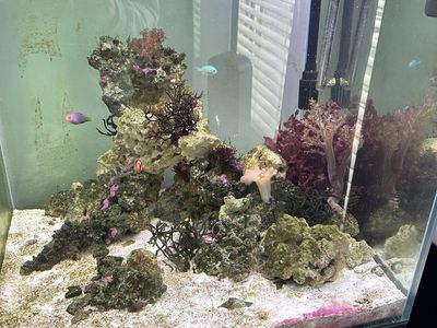 Saltwater Fish
