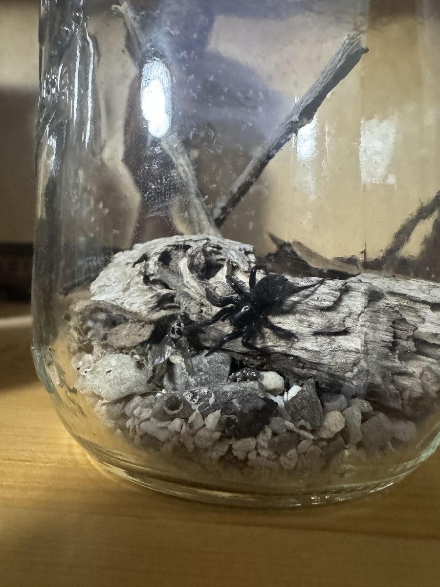 Zelote spider & enclosure