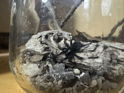 Zelote spider & enclosure