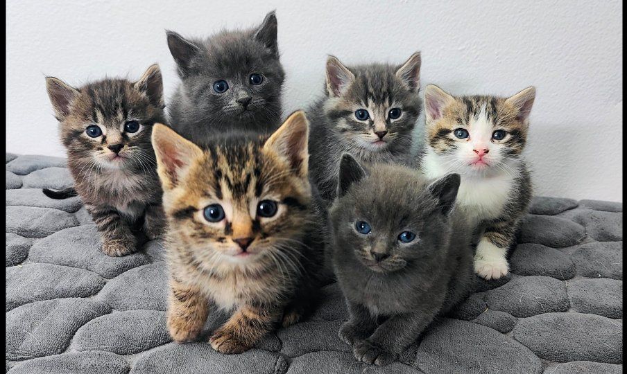 Kittens