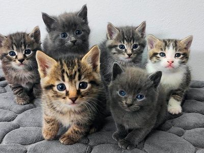 Kittens