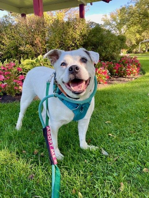 A145677 Sylvester is Available for Adoption!