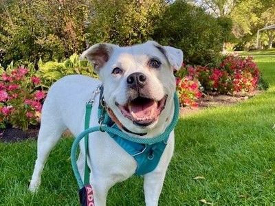 A145677 Sylvester is Available for Adoption!