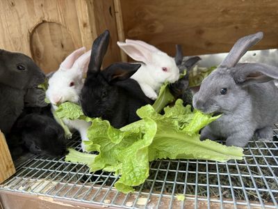 Purebred Standard Rex Bunnies - Albino, Black, Blue - Born 5/18