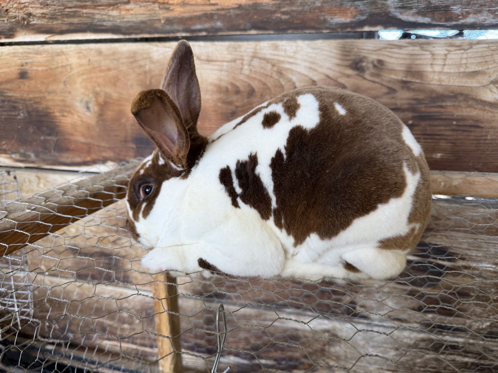 Purebred chocolate standard Rex