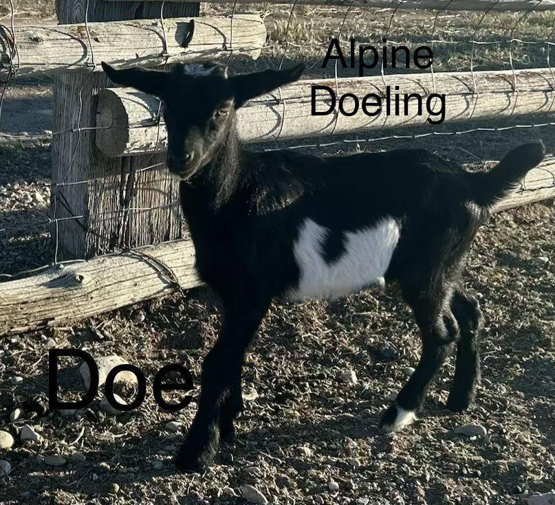 Alpine Doeling Goat - Female Kid - Black and White Markings - Young Doe