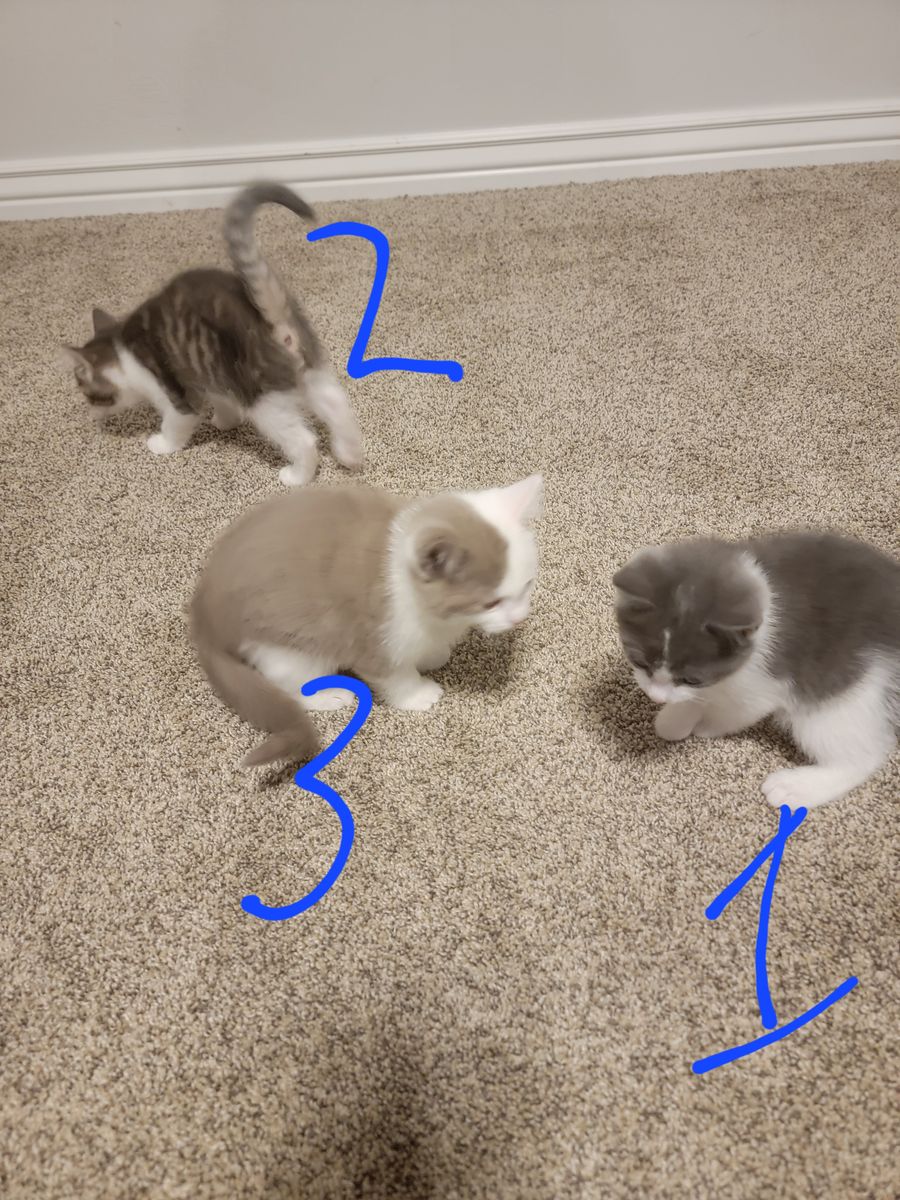 Kittens ready for a permanent home!