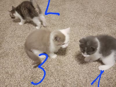 Kittens ready for a permanent home!