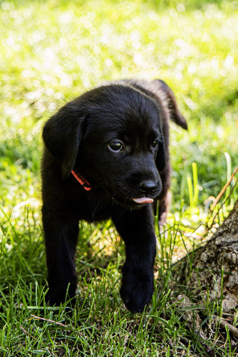 Golden Retriever Black Lab mix puppies. 7 weeks w/kennel and vaccinations.