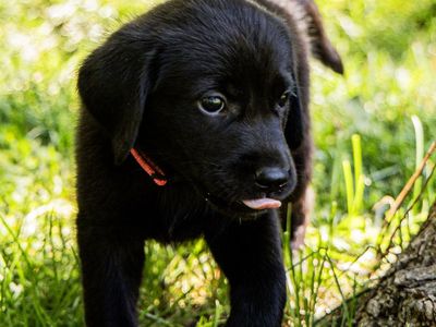 Golden Retriever Black Lab mix puppies. 7 weeks w/kennel and vaccinations.