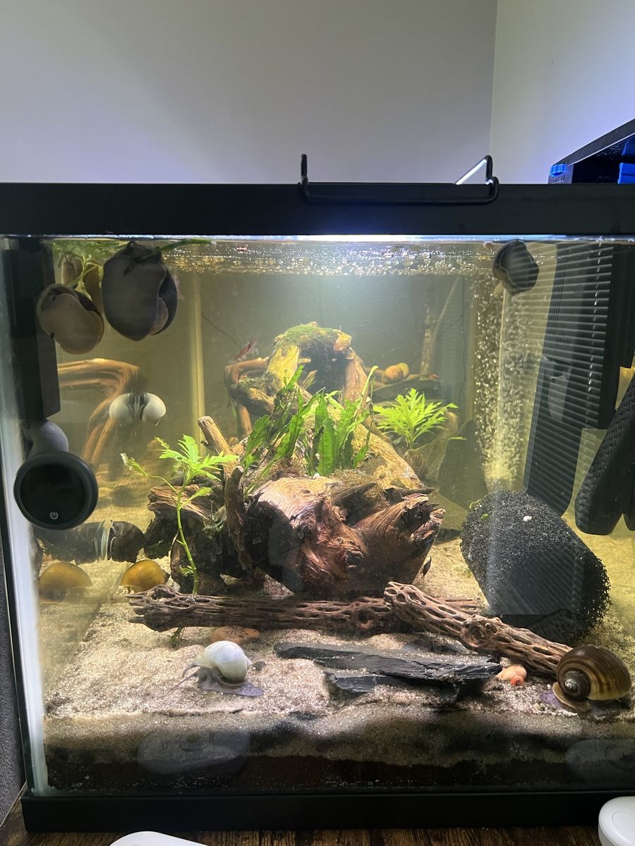 Free mystery snails