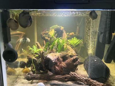 Free mystery snails