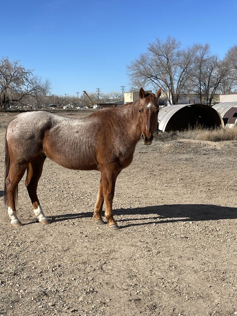 Willey  red roan Gelding