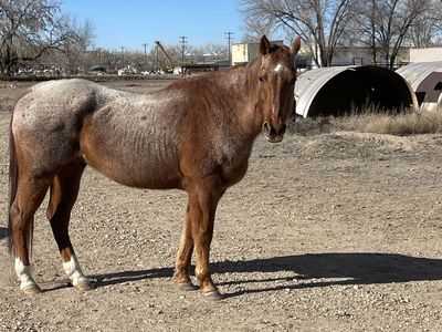 Willey red roan Gelding