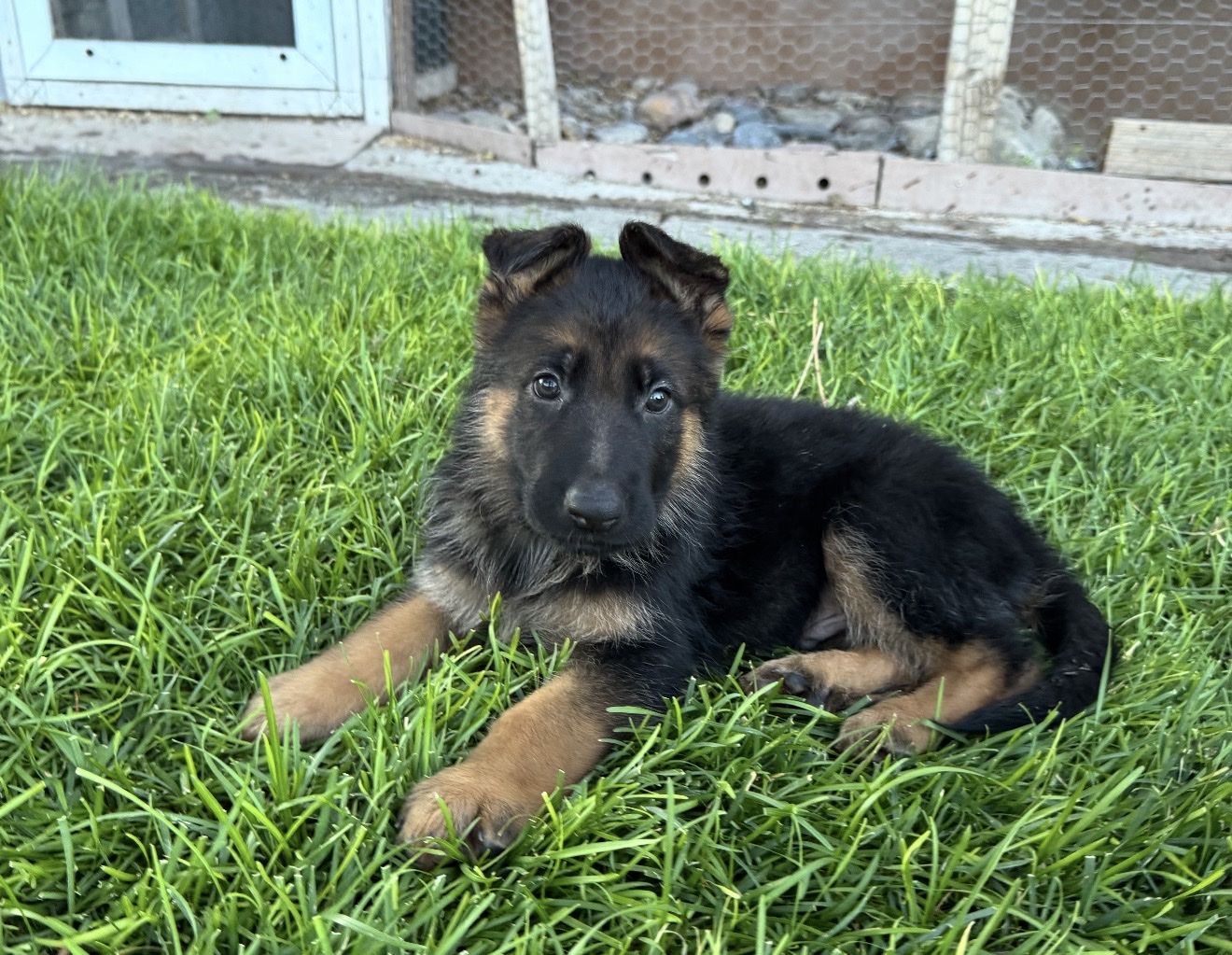 AKC Adorable German Shepherd Puppy