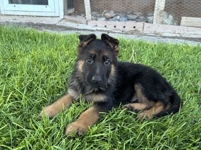 AKC Adorable German Shepherd Puppy