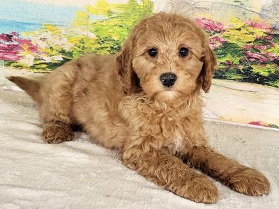 Micro Goldendoodle Boy Austin – $1800