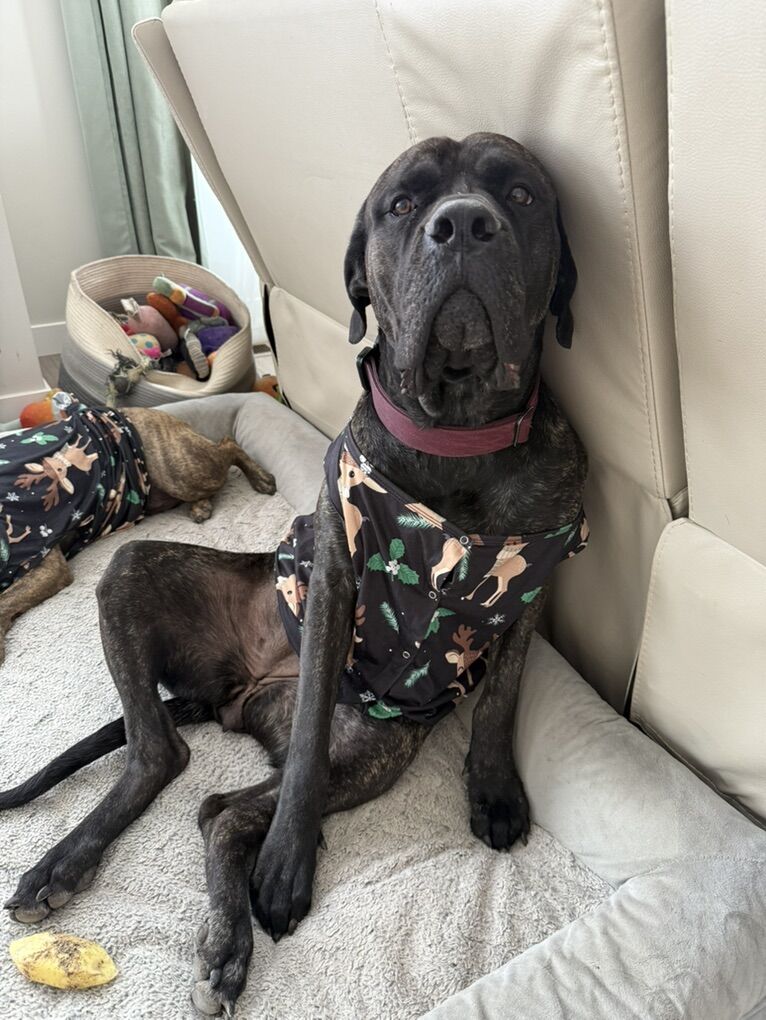4 Yr Old female mastiff