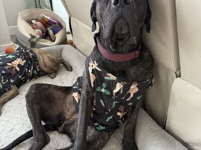 4 Yr Old female mastiff