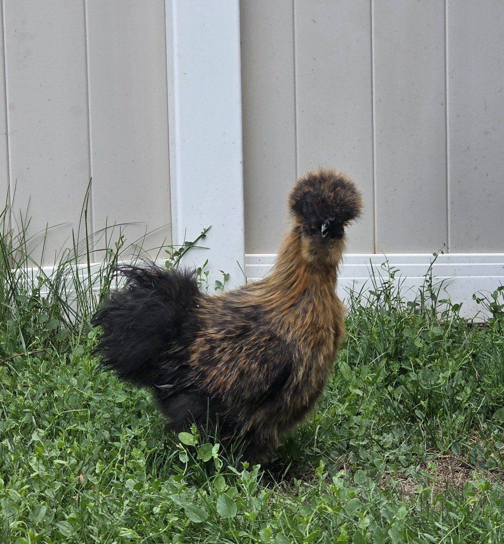 Silkie Chicken Rooster