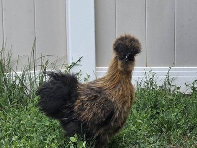 Silkie Chicken Rooster