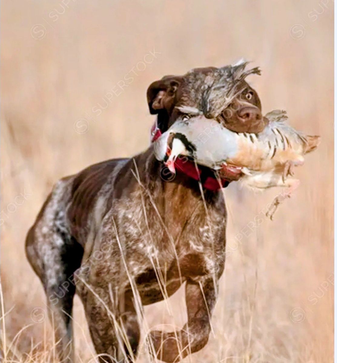 Chukar Partridges - Live Birds for Sale - Farm Raised Game Birds Great for Dog training STRONG FLYERS