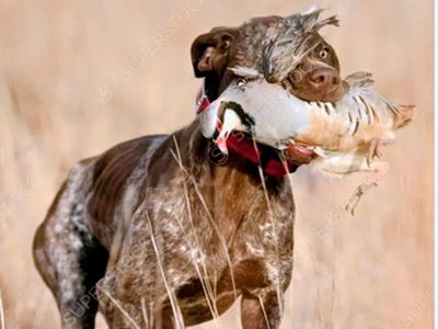Chukar Partridges - Live Birds for Sale - Farm Raised Game Birds Great for Dog training STRONG FLYERS