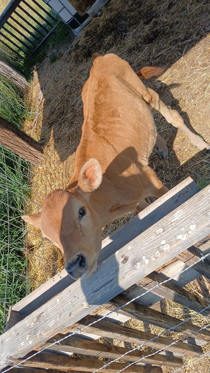 Jersey holstein mix steer