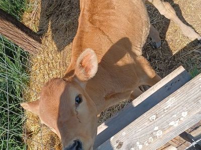 Jersey holstein mix steer