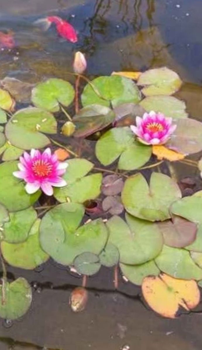 Water lilies