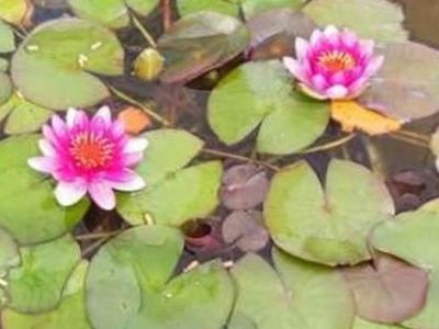 Water lilies