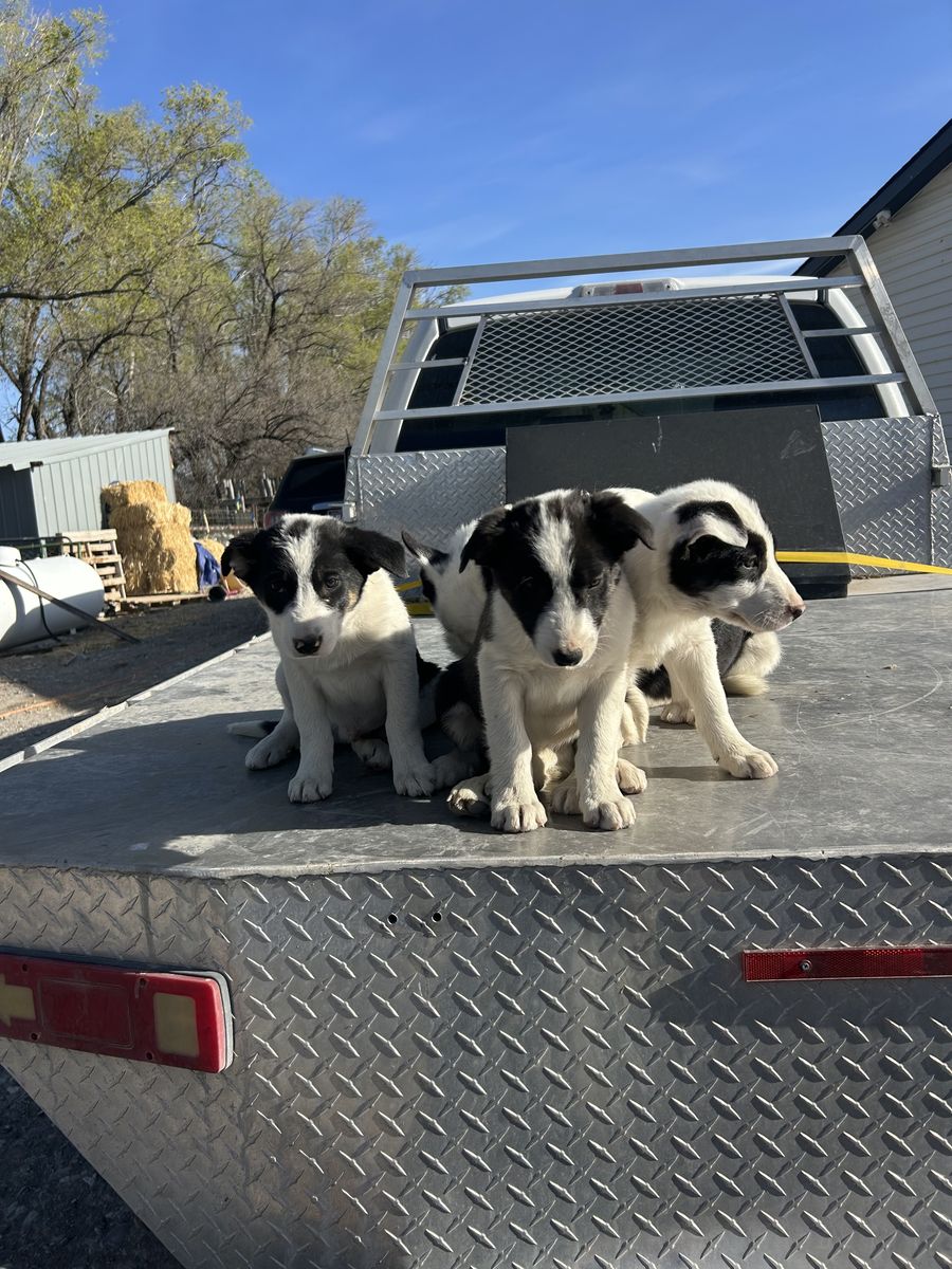 Border Collie, cow dogs