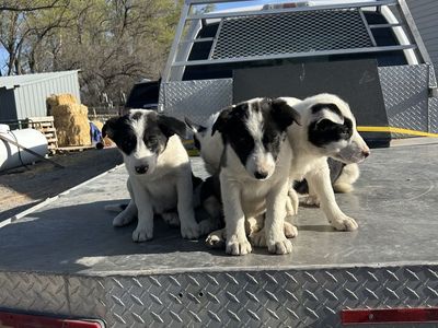 Border Collie, cow dogs