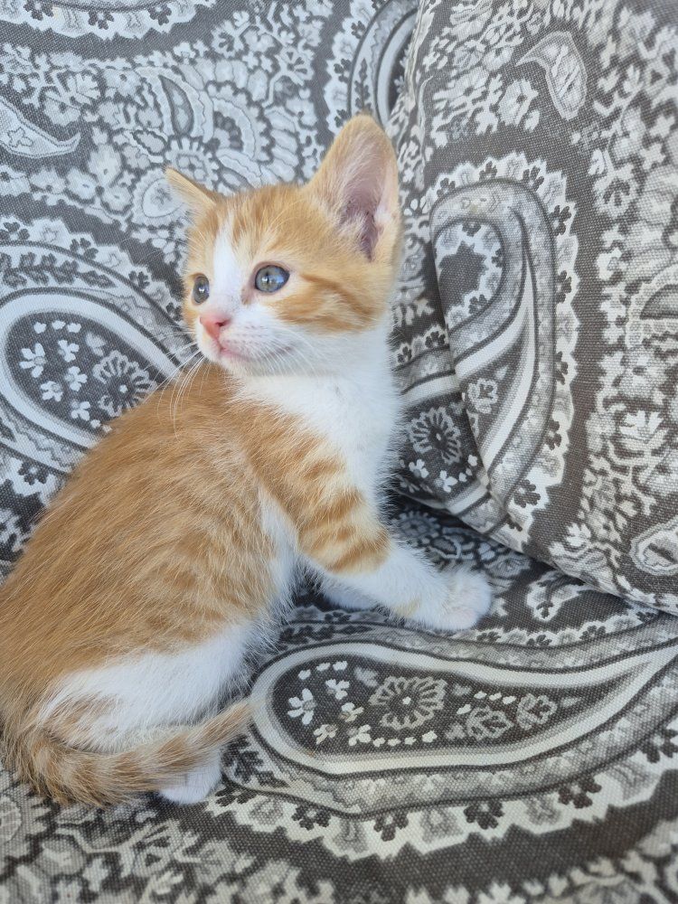 Friendly, litterbox trained,  adorable kitten! great with kids!