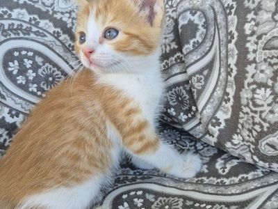 Friendly, litterbox trained, adorable kitten! great with kids!