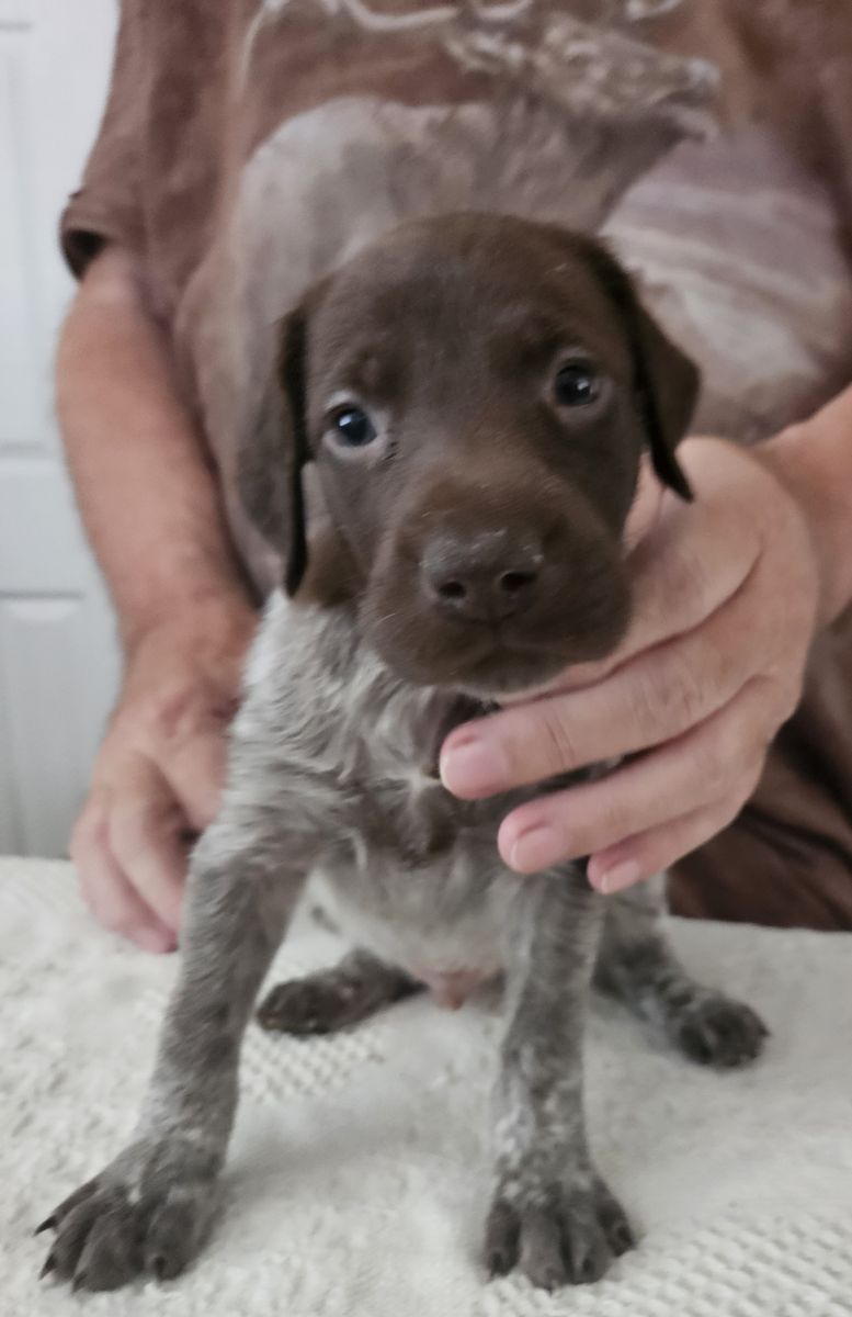 German Shorthair Pointer pups for sale