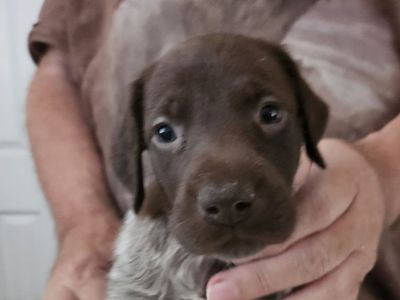 German Shorthair Pointer pups for sale