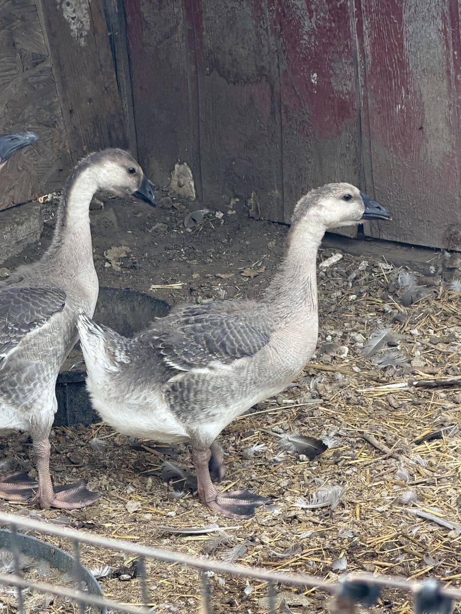Young Goslings - African Geese