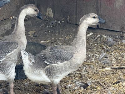 Young Goslings - African Geese