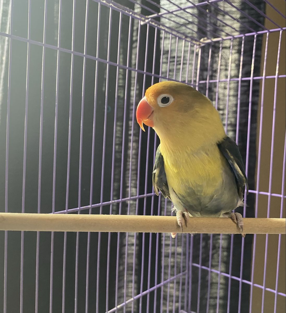 Lovebird with Cage