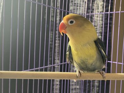 Lovebird with Cage