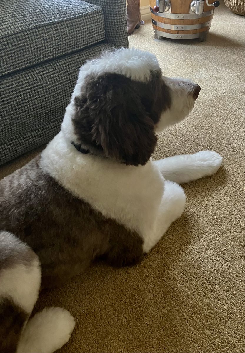 Bernedoodle to rehome