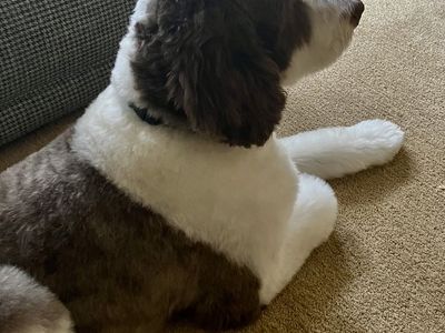 Bernedoodle to rehome