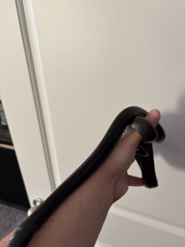 Mexican Black Kingsnake