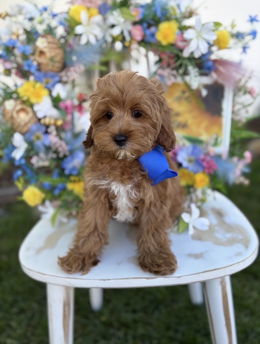 F1b Toy Cavapoo - Trained