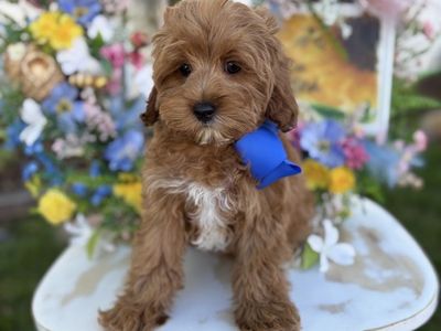 F1b Toy Cavapoo - Trained