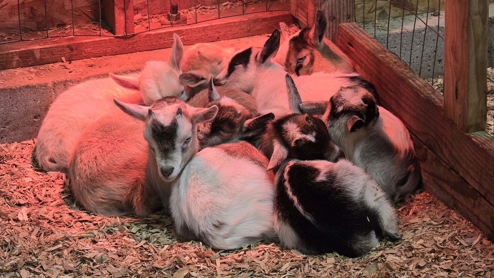 BABY GOATS! - Nigerian Dwarf Bottle Babies