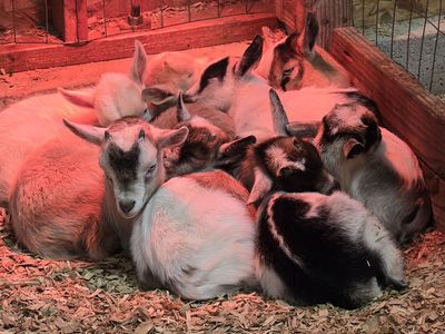 BABY GOATS! - Nigerian Dwarf Bottle Babies