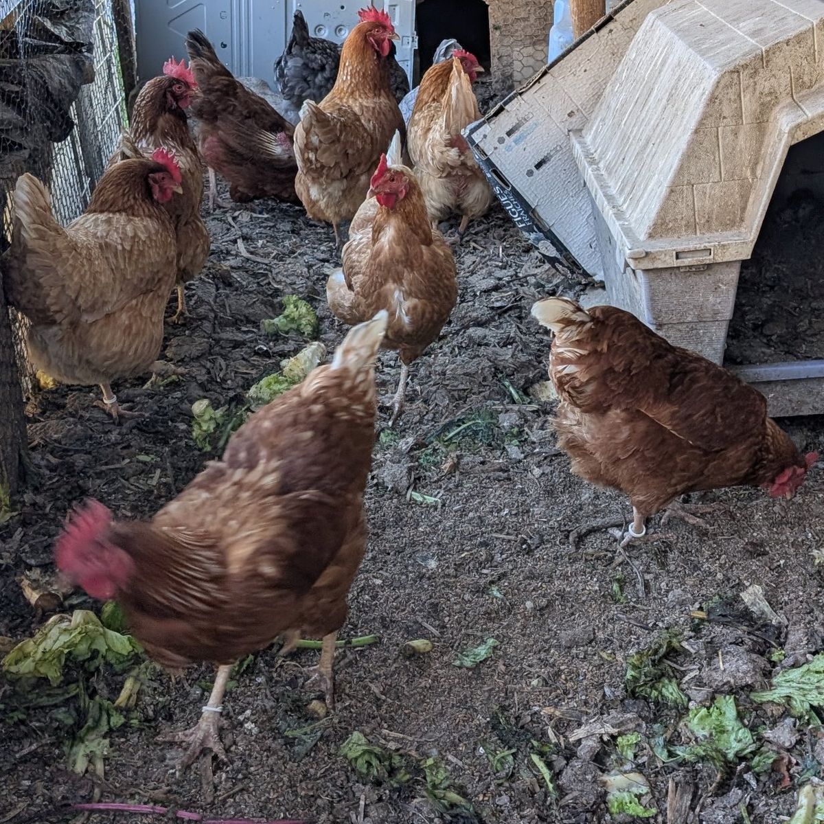 Very prolific young laying hens of various breeds