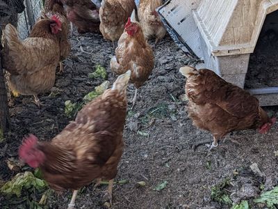 Very prolific young laying hens of various breeds